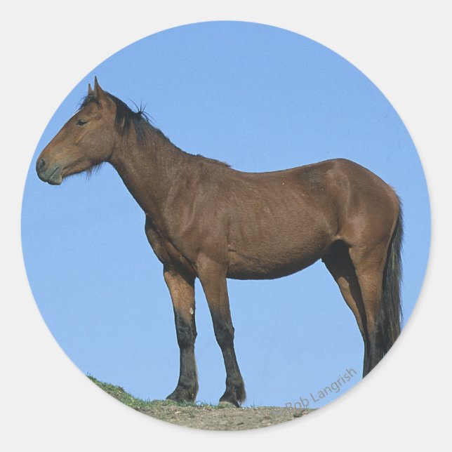 Adesivo Redondo Wild Mustang Horse (Frente)