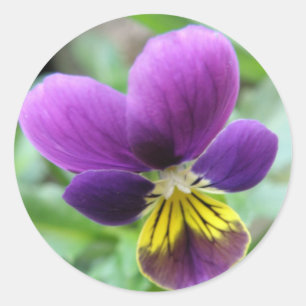 Adesivo Redondo Wild Pansy Sticker