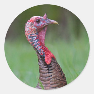 Adesivo Redondo Wild Tom