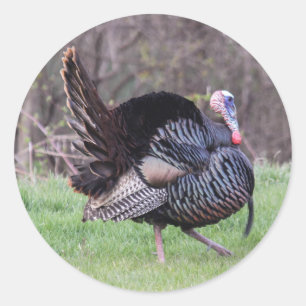 Adesivo Redondo Wild Turkey
