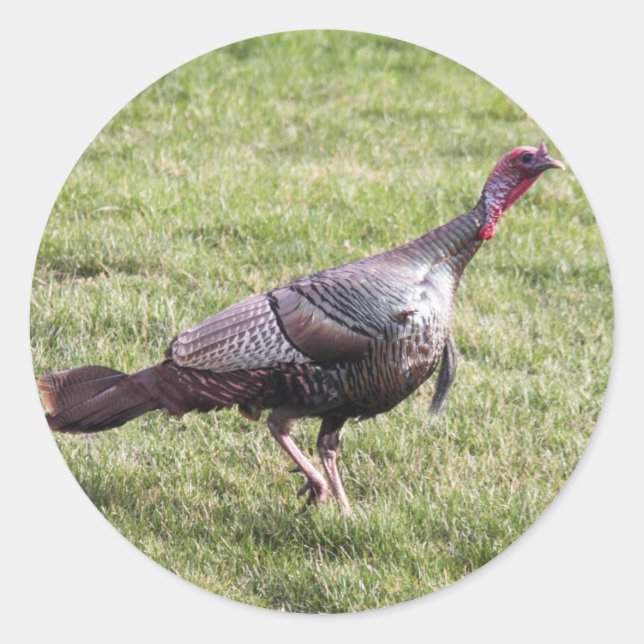 Adesivo Redondo Wild Turkey (Frente)