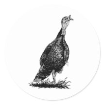 Wild Turkey (line art)