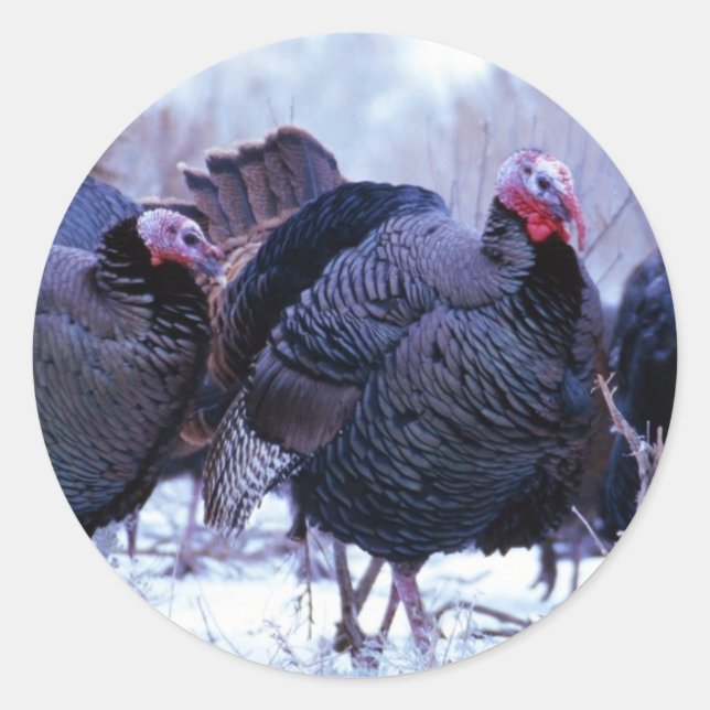 Adesivo Redondo Wild Turkeys (Frente)
