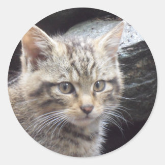 Adesivo Redondo Wildcat escocês