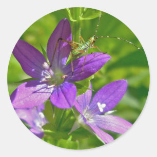 Adesivo Redondo Wildflower do espelho de Venus floral