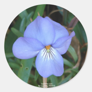 Adesivo Redondo WildFlowers Birds-Foot Violet IV Hot Primaveras Pr