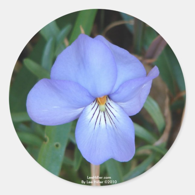 Adesivo Redondo WildFlowers Birds-Foot Violet IV Hot Primaveras Pr (Frente)