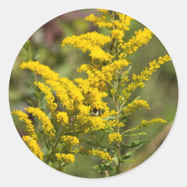 Adesivo Redondo Wildflowers Goldenrod (Frente)