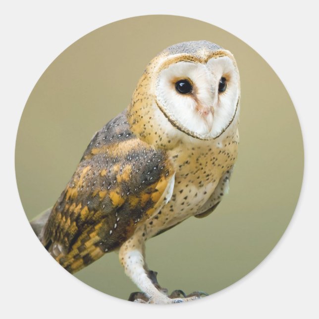 Adesivo Redondo Wildlife Barn Owl Photo (Frente)