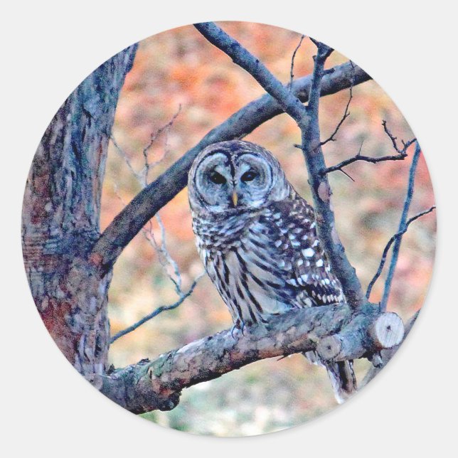 Adesivo Redondo Wildlife Barred Owl Tree Photo (Frente)