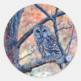 Adesivo Redondo Wildlife Barred Owl Tree Photo