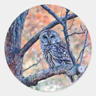 Adesivo Redondo Wildlife Barred Owl Tree Photo
