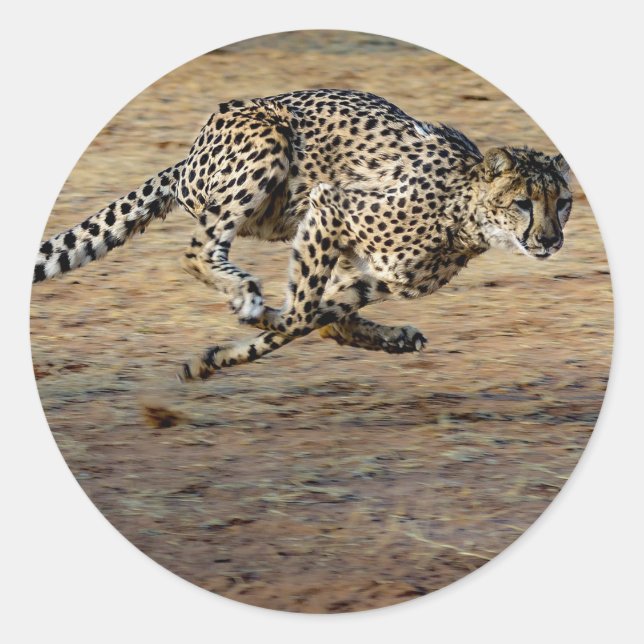 Adesivo Redondo Wildlife Cheetah Running Photo (Frente)