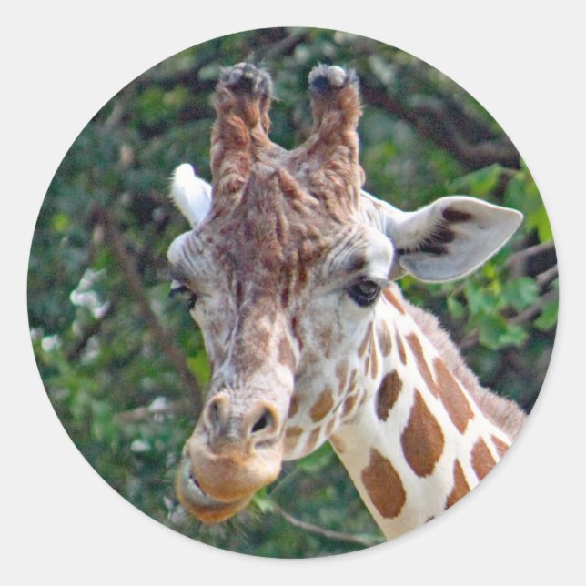 Adesivo Redondo Wildlife Giraffe Foto (Frente)