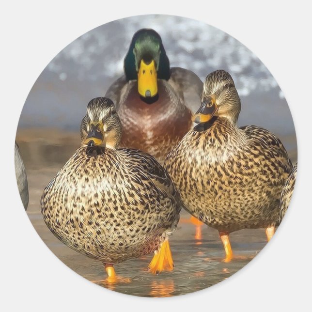 Adesivo Redondo Wildlife Mallard Ducks Foto (Frente)