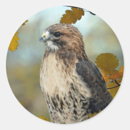 Adesivo Redondo Wildlife Red Tailed Hawk Autumn Photo