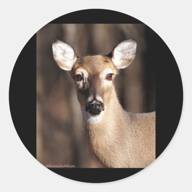 Adesivo Redondo Wildlife Whitetail Deer Doe Portrait (Frente)