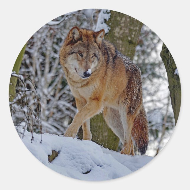 Adesivo Redondo Wildlife Wolf Snow Foto (Frente)