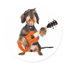 Wirehair Dachshund Tocando Violão Acústico