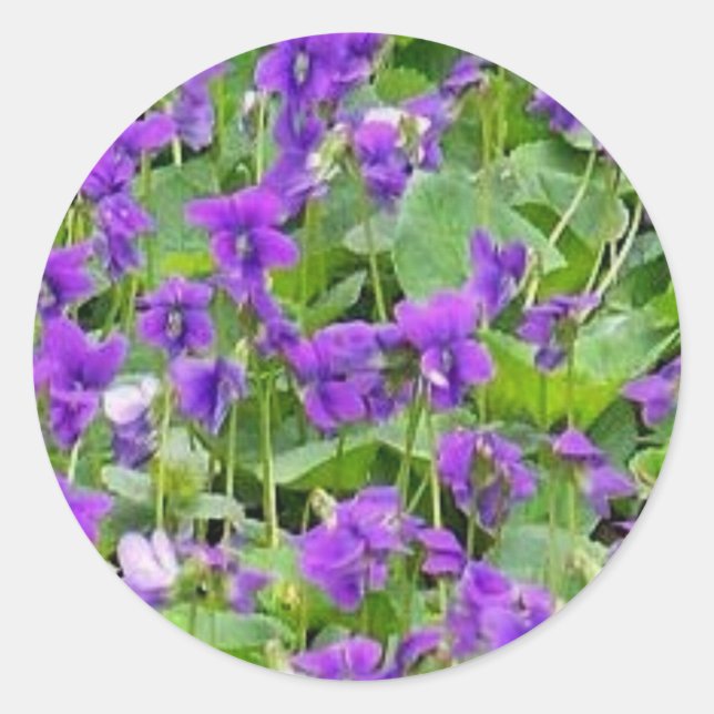 Adesivo Redondo Wisconsin Wood Violets (Frente)