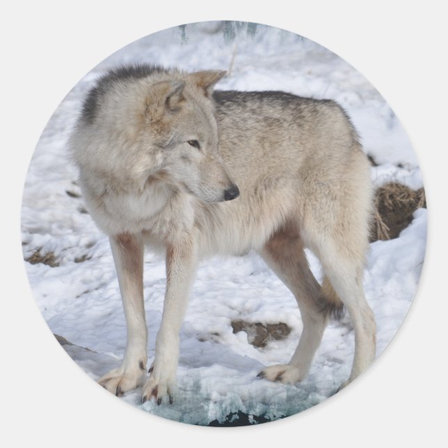 Adesivo Redondo Wolf cinza em Winter Snow Wildlife Photo (Frente)