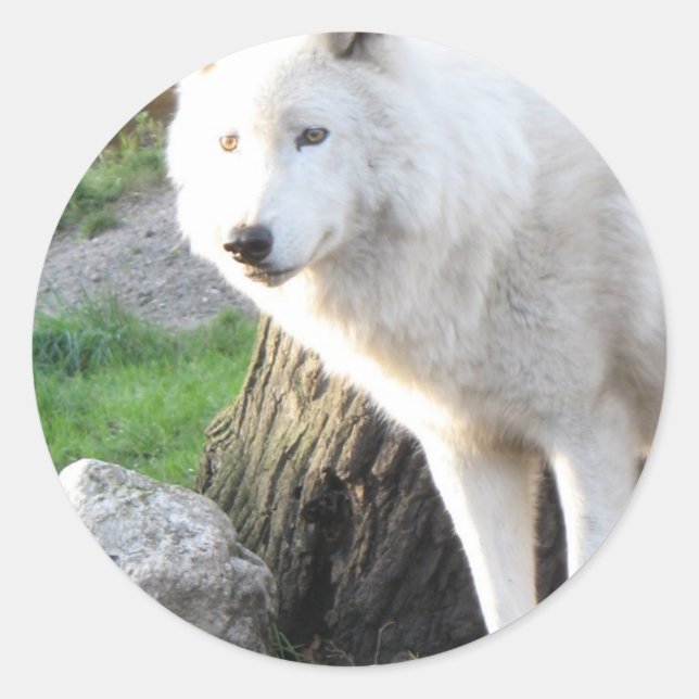 Adesivo Redondo Wolf Photographics Art Spirit Guide Animal Love (Frente)