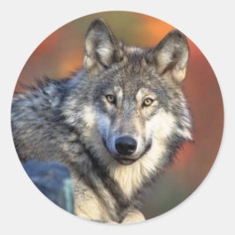 Adesivo Redondo Wolf Staring Sticker