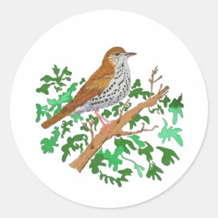 Adesivo Redondo Wood Thrush Songbird, um pássaro marrom com manch