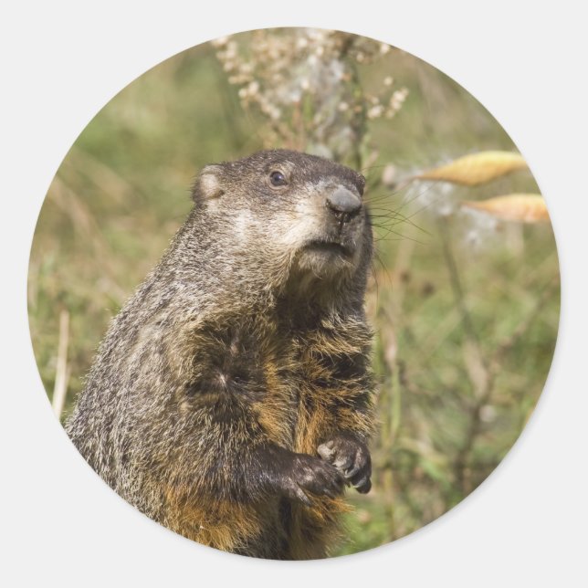 Adesivo Redondo Woodchuck (Frente)
