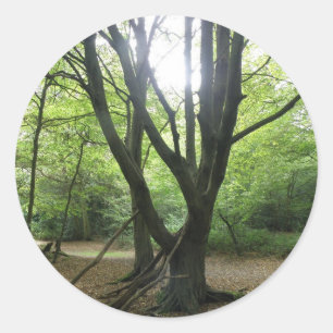 Adesivo Redondo Woodland Sunshine Stickers