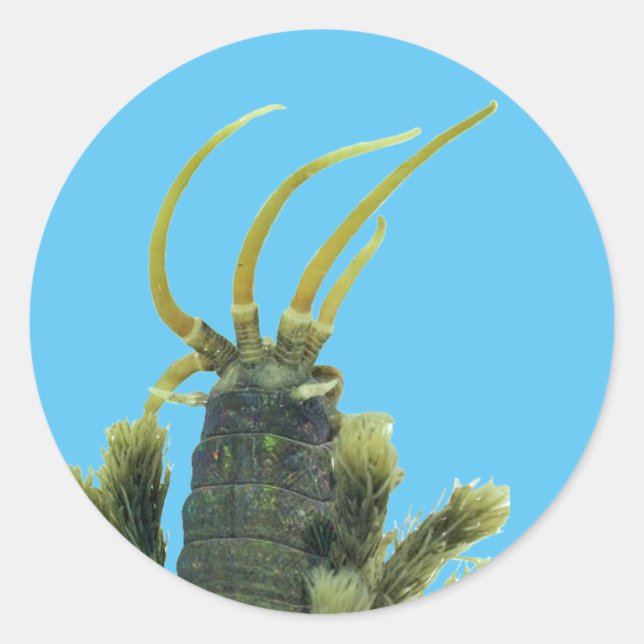 Adesivo Redondo Worm Sticker 1 (Frente)