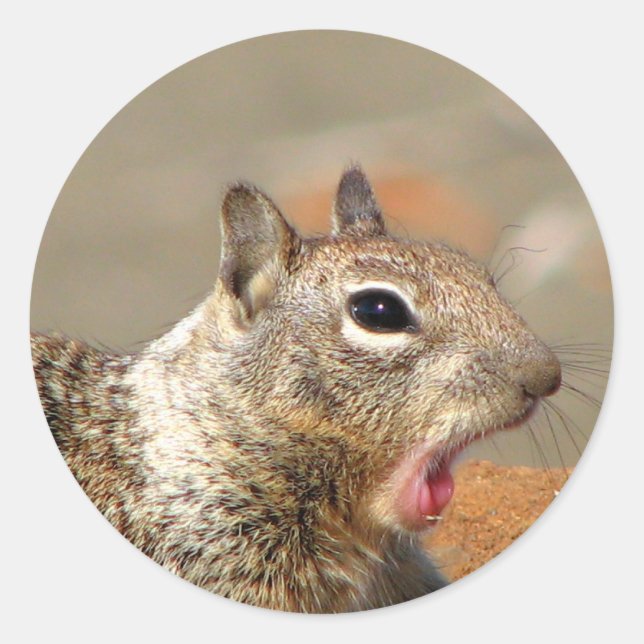 Adesivo Redondo Yawning Squirrel Sticker (Frente)