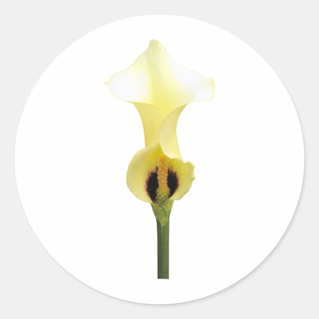 Adesivo Redondo Yellow Calla Lily (Frente)