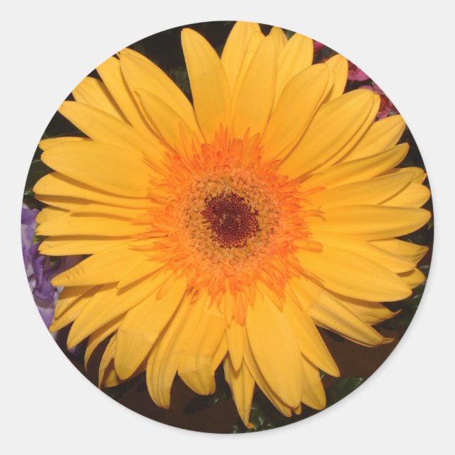 Adesivo Redondo Yellow Gerber Daisy (Frente)