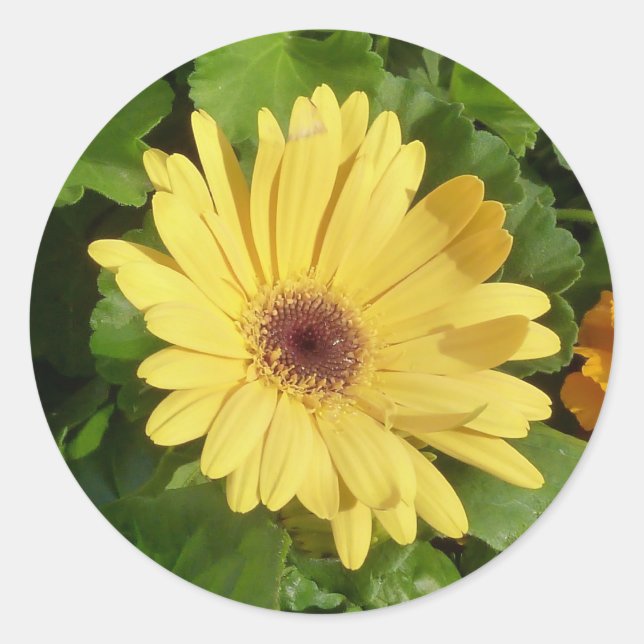 Adesivo Redondo Yellow Gerber Daisy Sticker (Frente)