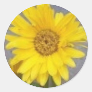 Adesivo Redondo Yellow Gerber Daisy Sticker