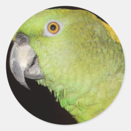 Adesivo Redondo Yellownape Amazon