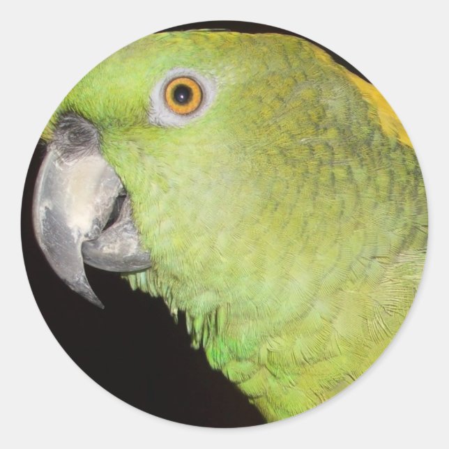 Adesivo Redondo Yellownape Amazon (Frente)