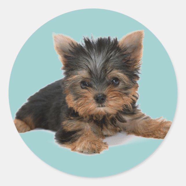 Adesivo Redondo Yorkie Pup (Frente)