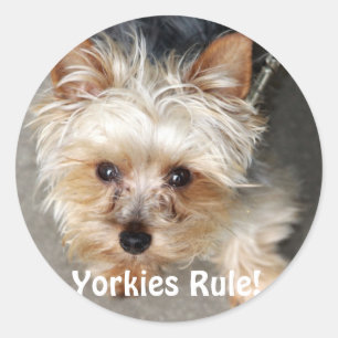 Adesivo Redondo Yorkie, regra de Yorkies!