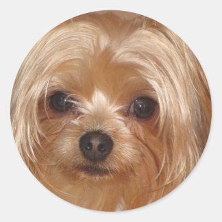 Adesivo Redondo Yorkie Sticker