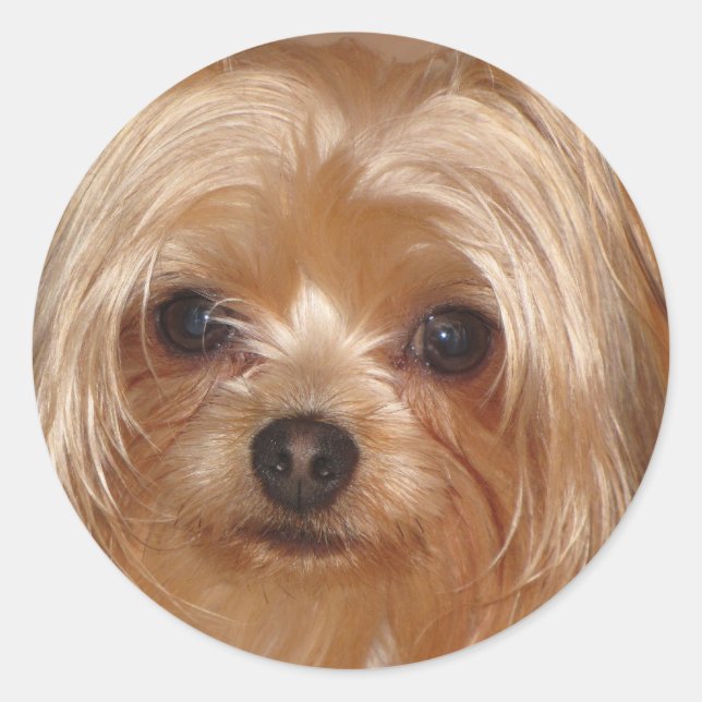 Adesivo Redondo Yorkie Sticker (Frente)
