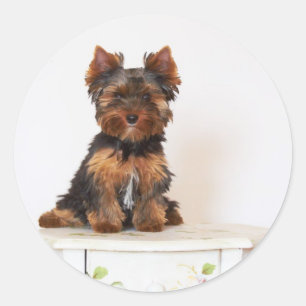 Adesivo Redondo Yorkshire Terrier