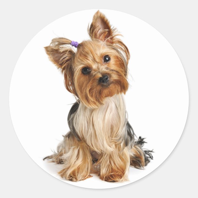 Adesivo Redondo Yorkshire Terrier Puppy Dog Sticker / Seals (Frente)