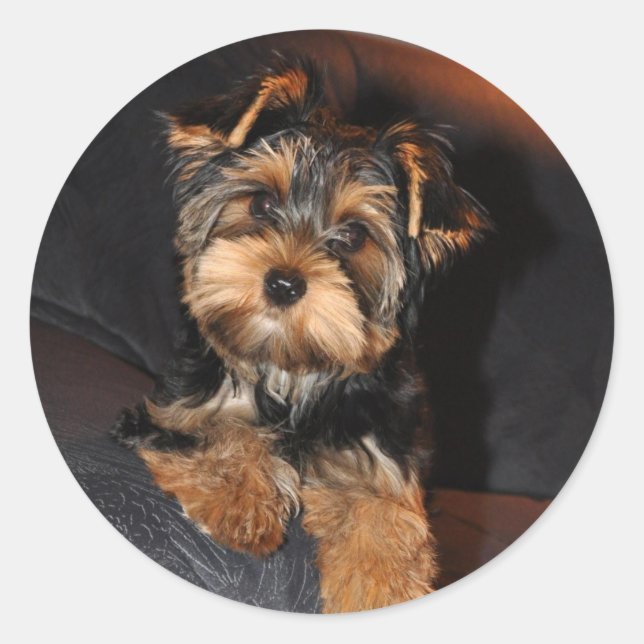 Adesivo Redondo Yorkshire Terrier Sticker (Frente)
