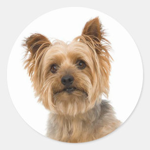 Adesivo Redondo Yorkshire Terrier Yorkie adora cachorro Pai