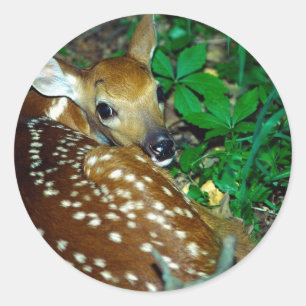Adesivo Redondo Young Fawn