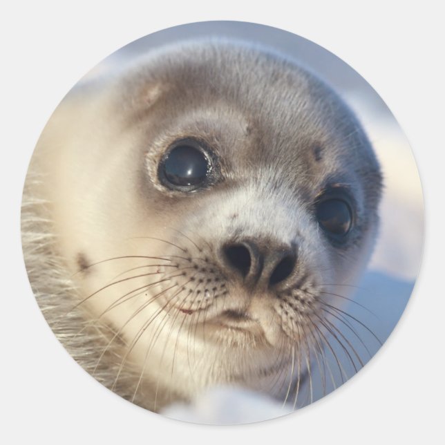 Adesivo Redondo Young Harp Seal (Frente)