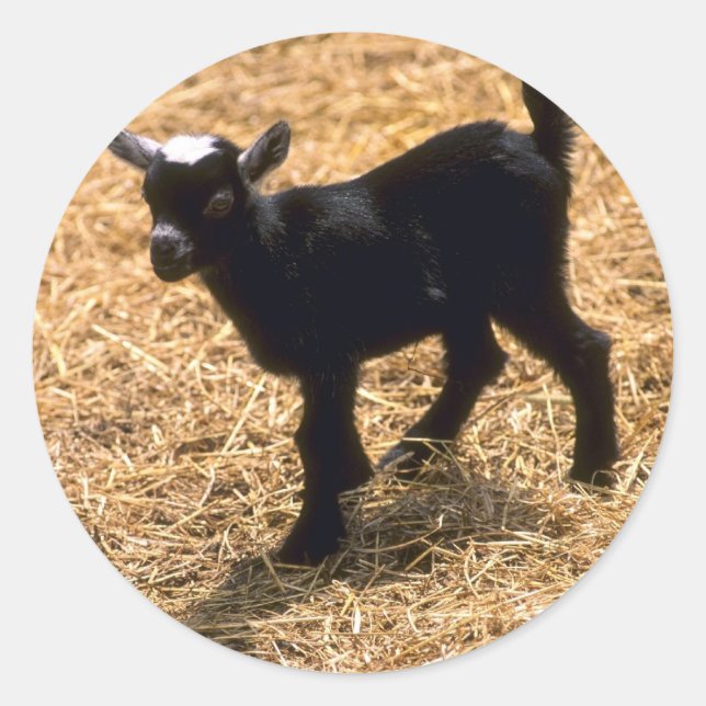 Adesivo Redondo Young Pigmy Goat (Frente)