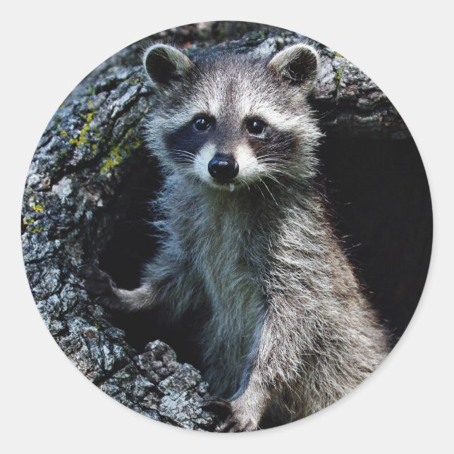 Adesivo Redondo Young Raccoon (Frente)